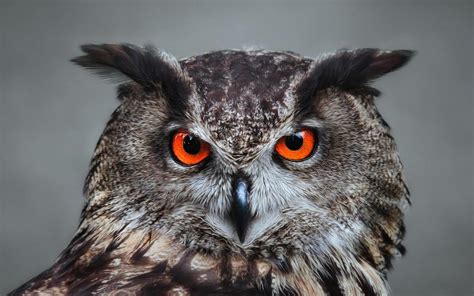 Orange Eyed Owl Wallpaper Animals Wallpaper Better