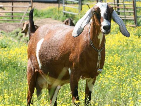 The 5 Best Dairy Goat Breeds For The Homestead Off The Grid News