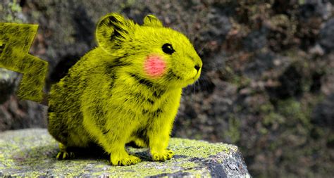 I Discovered What A Pika Is Today Adorable Aww
