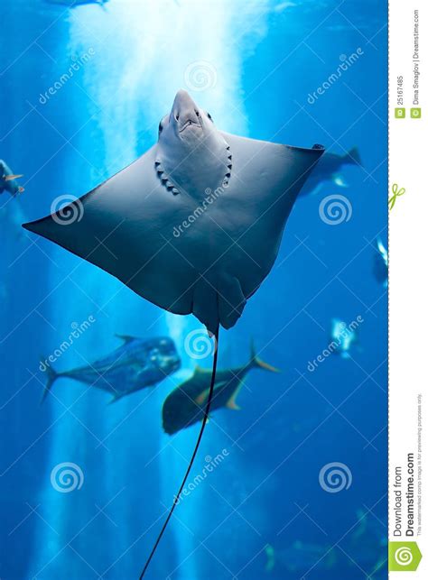 Manta Ray Floating Underwater Stock Image Image Of Large Flying