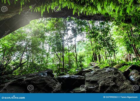 A Primitive Cave In The Deep Tropical Forest Stock Image Image Of