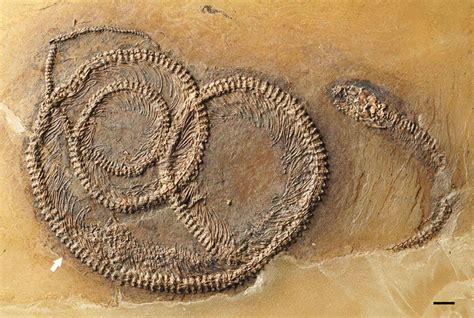 This 48 Million Year Old Fossil Has An Insect Inside A Lizard Inside A