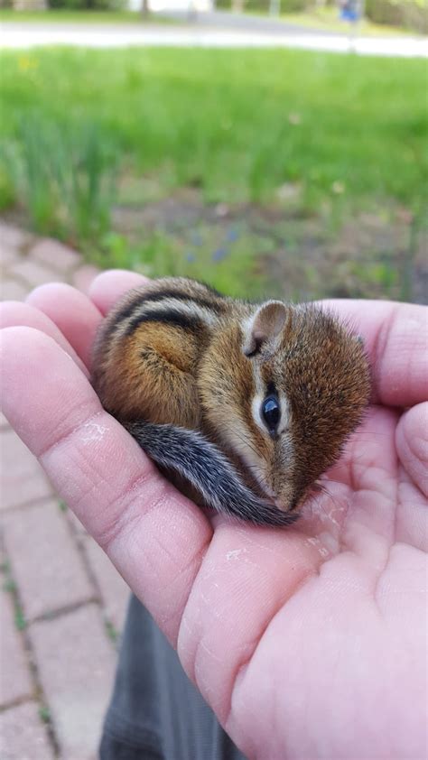 Baby Chipmunk That Was Laying On Our Walkway 9gag