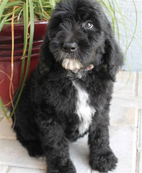 Beck kennel is a proud member of the goldendoodle association of north america offering quality family raised tuxedo goldendoodle puppies. Goldendoodle Puppy Colors by Moss Creek Goldendoodles in ...