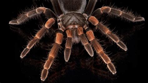 Bbc Earth Journey Inside A Giant Spider