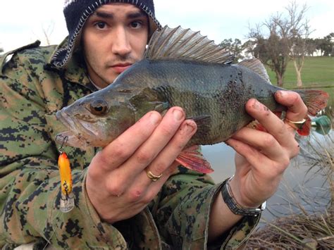 Redfin Perch Balingup Wa Fishing Fishing Wa