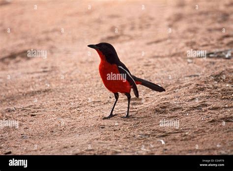 Crimson Breasted Shrike In Namibia Stock Photo Alamy