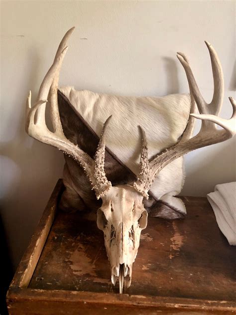 Whitetail Deer Antlers For Sale