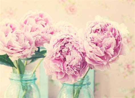 Maria Starzyk Facebook Cover Photos Vintage Peonies Pretty Flowers