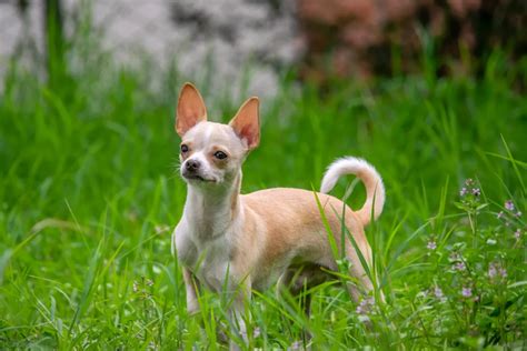Chihuahua Skin Troubles 8 Solutions To Relieve Itching 2024