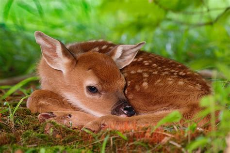 Baby Cute Animals Wallpaper Photos Cantik