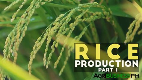 Rice Production Part 1 Rice Production In The Philippines Agribusiness Philippines Youtube