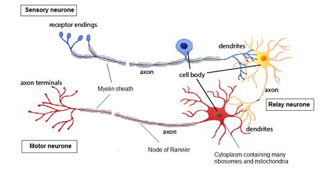 Nervous System Myp Biology