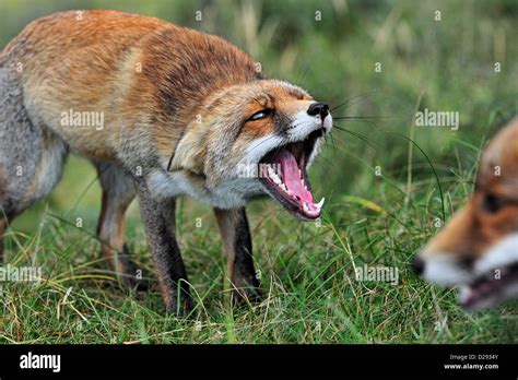 Scared And Aggressive Subordinate Red Fox Vulpes Vulpes In Stock