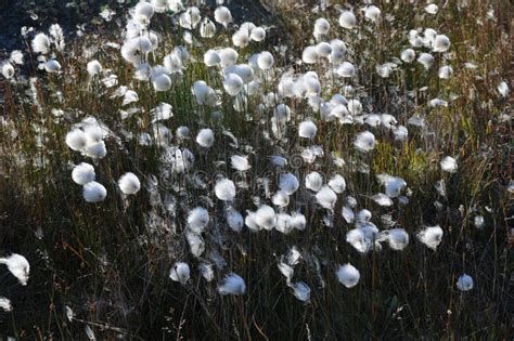 Arctic Plant Eriophorum Cottongrass Cotton Grass Or Cottonsedge