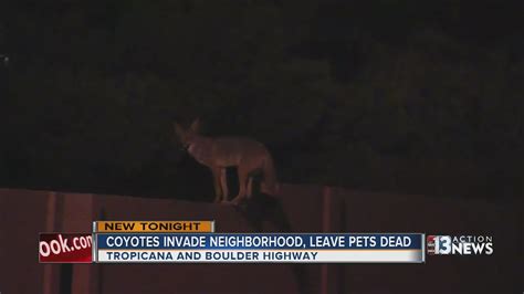 Neighborhood Holds Meeting After Pets Apparently Killed By Coyotes