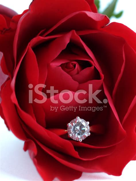 Diamond And Rose Stock Photo Royalty Free Freeimages
