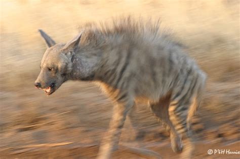 Dangerous Of Wild Animals Hyena