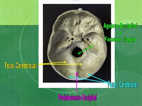 OsteologÍa Del CrÁneo Hueso Occipital