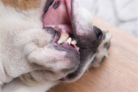 Tongue And Gum Colors Provide Health Clues Tuftsyourdog