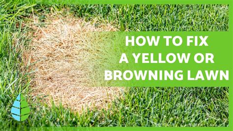 Why Is My Grass Turning Yellow 🌱🟡 Causes And Solutions Youtube