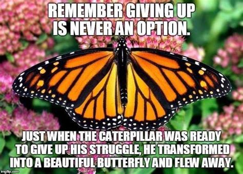 Pin By Ginnell Consulting On Encouragement Memes Butterfly Generation