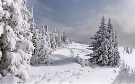 Snow Covered Trees In Winter Image Id 296254 Image Abyss