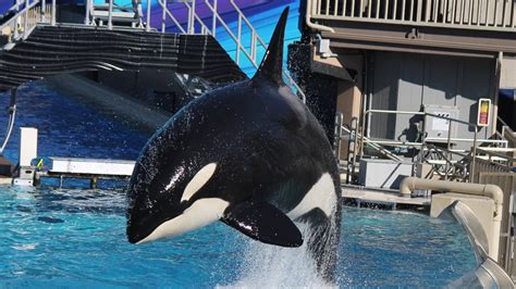 Killer Whales Up Close Full Show At Seaworld San Diego 121215 Youtube