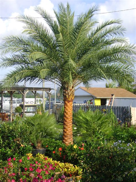 Pindo Palm Tree Lupon Gov Ph