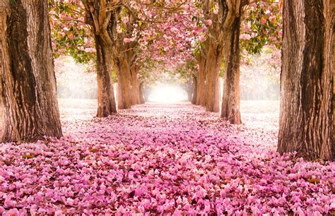 Beautiful Spring Scenery Wallpapers Wallpaper Cave