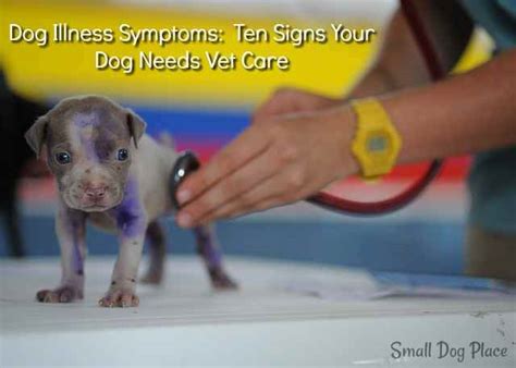 Dog Illness Symptoms Ten Signs Your Dog Needs Vet Care