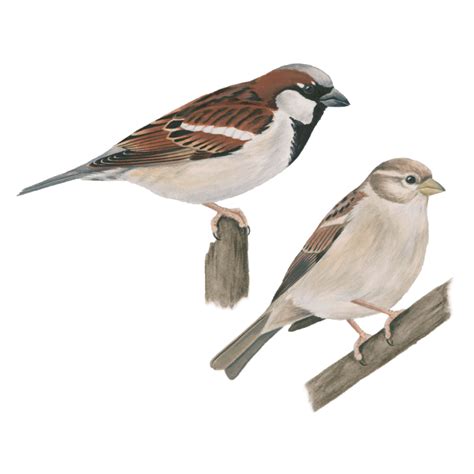 House Sparrow Png Image House Sparrow Mammals Png Images
