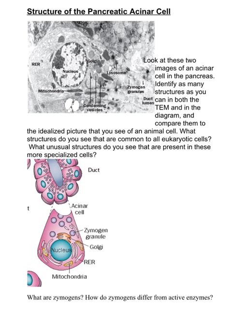 Solved Structure Of The Pancreatic Acinar Cell RER Nucleus Chegg Com