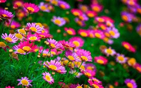 Wallpaper Pink Flowers Daisies Summer 1920x1200 Hd Picture Image