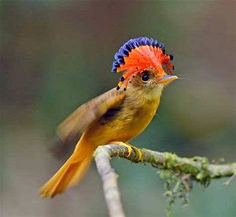Birds Of The World Amazonian Royal Flycatcher