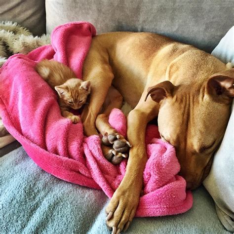 Rescue Pit Bull Gets His Own Kitty Loves Her Like A Daughter Bored Panda