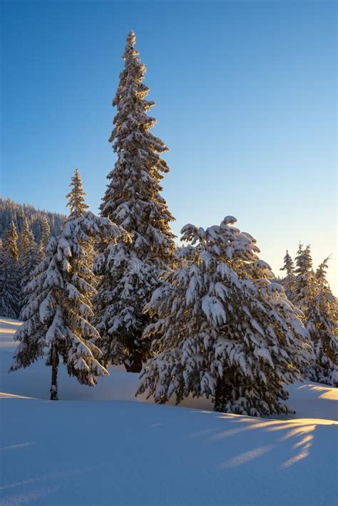 Magic Sunrise In The Winter Mountains After Snowfall Stock Image