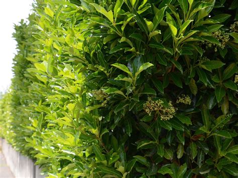 Planting A Viburnum Hedge Tips On Creating A Viburnum Hedge In Landscapes