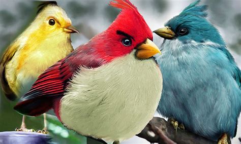 Artist Discovers The Real Angry Birds In Kerala India Daily Mail