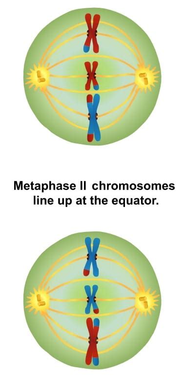 Metaphase In Mitosis And Meiosis Metaphase 1 And Metaphase 2