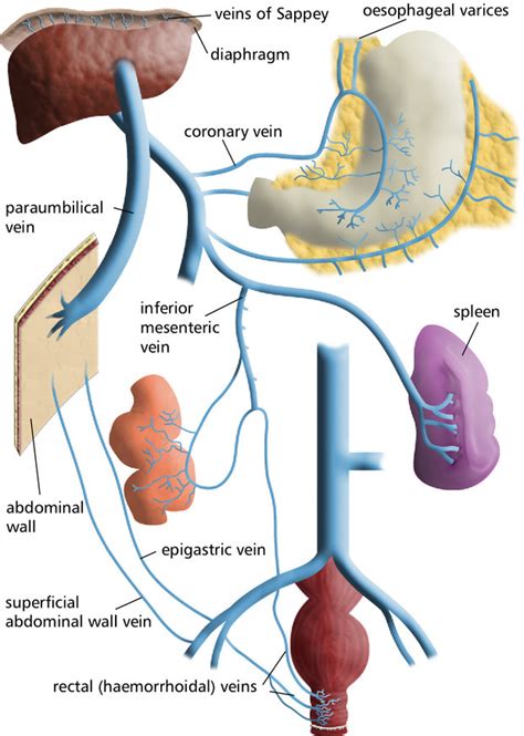 Male Anatomy Diagram Labeled Male Urinary Organs Labeled Diagram