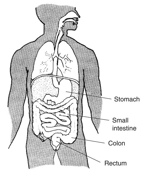 Digestive System With Stomach Small Intestine Colon And Rectum