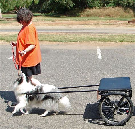 Carter Of The Month Custom Dog Carts Manufacturing And Selling The