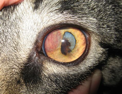 Post Traumatic Ocular Sarcoma Fptos Veterinary Ophthalmic Consulting