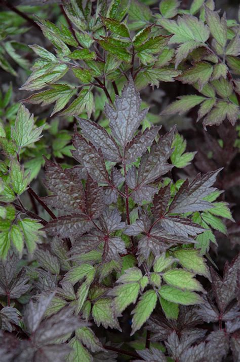 Black Negligee Bugbane Actaea Racemosa Black Negligee In Denver