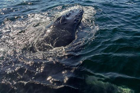 According to the world wildlife fund, their global population is about 60,000. Buckelwal / Humpback whale | Humpback whale, Whale, Ocean