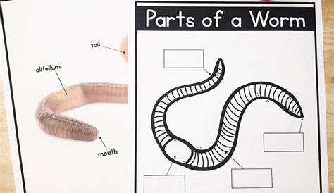 measuring worms worksheet