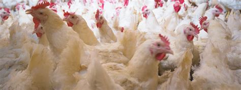 Nuevos Indicadores De Bienestar Animal En Broilers