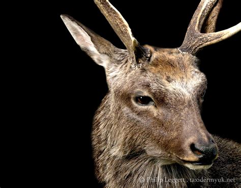 Japanese Sika Deer Taxidermy Uk