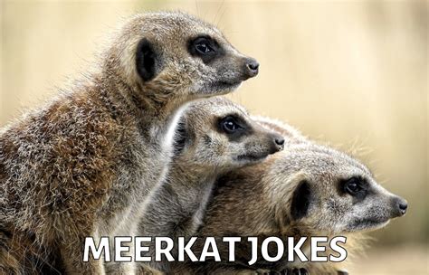 2 Meerkat Jokes And Funny Puns Jokojokes